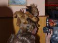 Cesfur09088.jpg